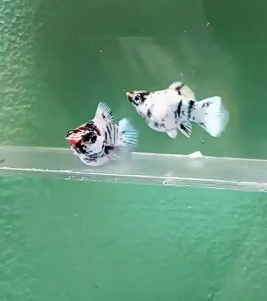 Anakan ikan Molly RH bukan burung ayam bebek atau kucing dan kelinci
