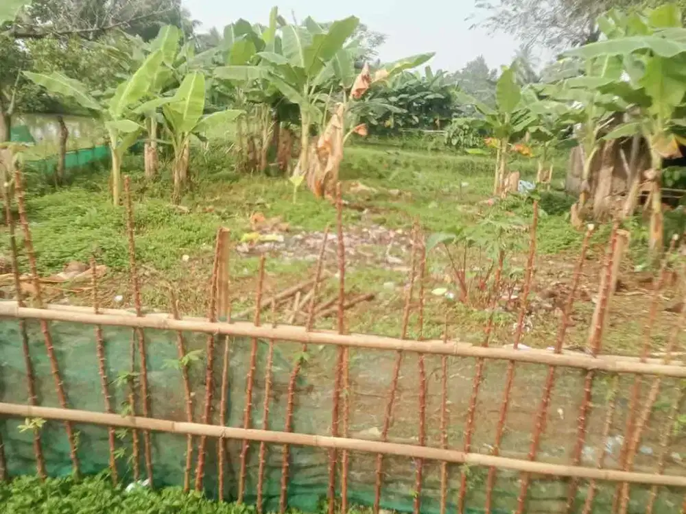 TANAH KEBUN MURAH LETAK LOKASI STRATEGIS DEKAT JALAN RAYA CISEENG KABUPATEN BOGOR