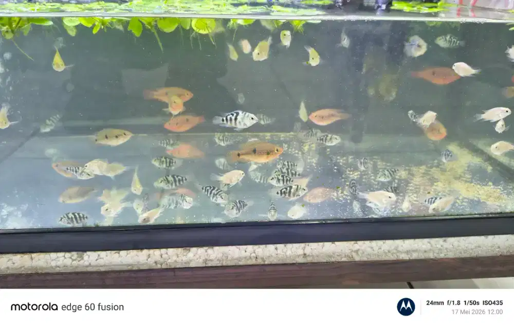 Ikan polar dan red jewel