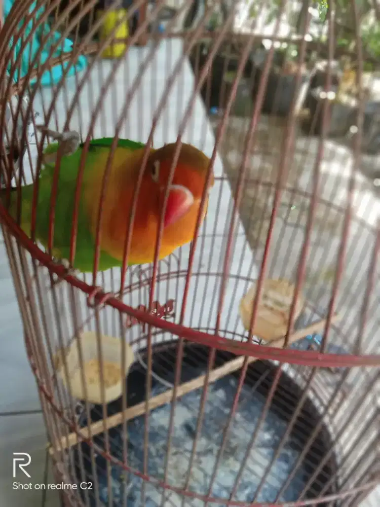 Burung lb plus kandang