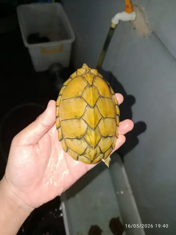 Kura kura razorback super cerah indukan