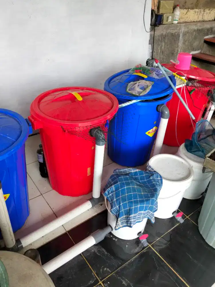 Paket Budikdamber Ikan Nila