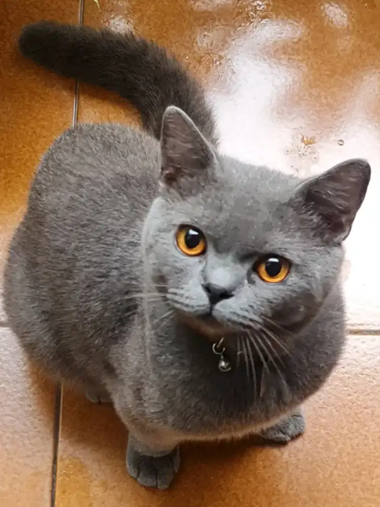British Short Hair Jantan Blue