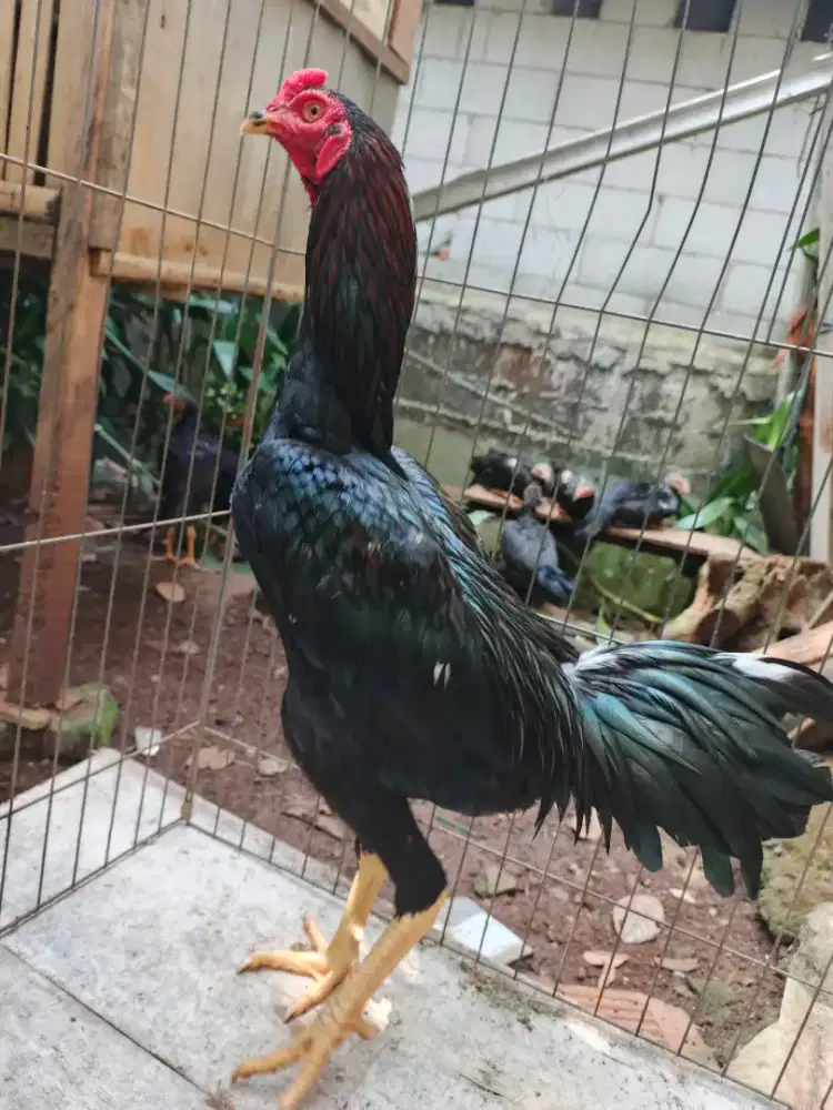 Dijual ayam bangkok