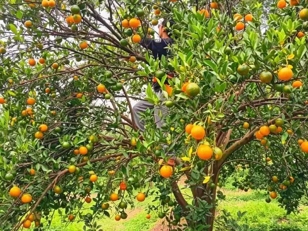 KEBUN JERUK SIEM PRODUKTIF LOKASI DAU KOTA MALANG
