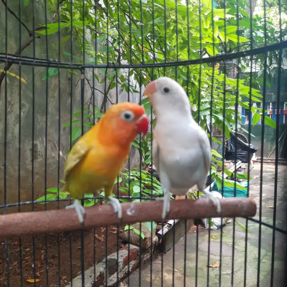 Sepasang lovebird mesra