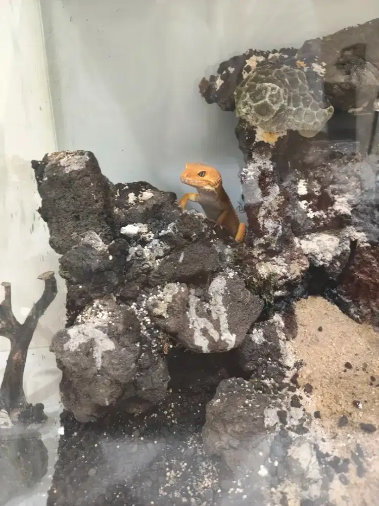 Gecko jeruk + aquarium