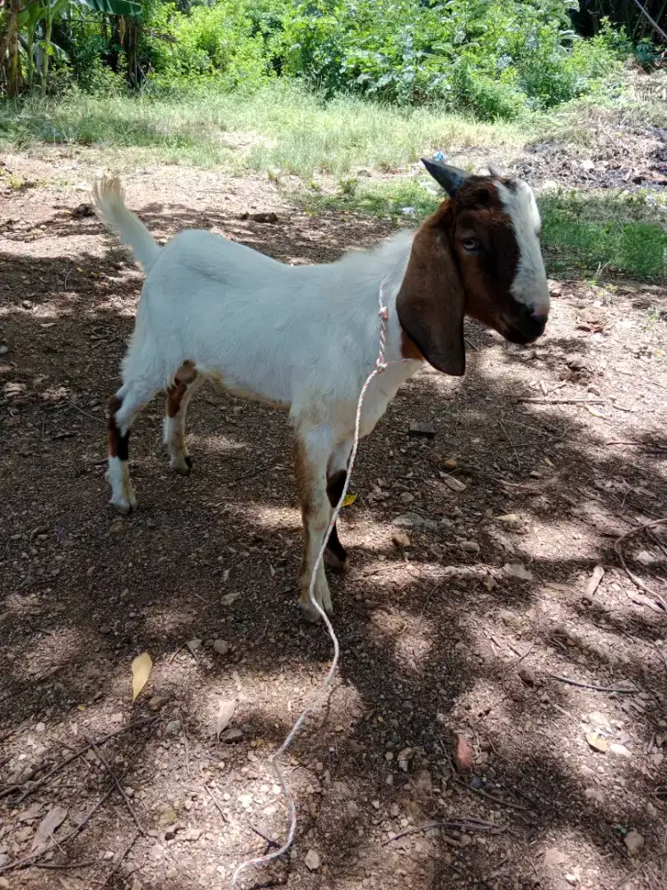 Jual kambing jantan umur 7 bulan