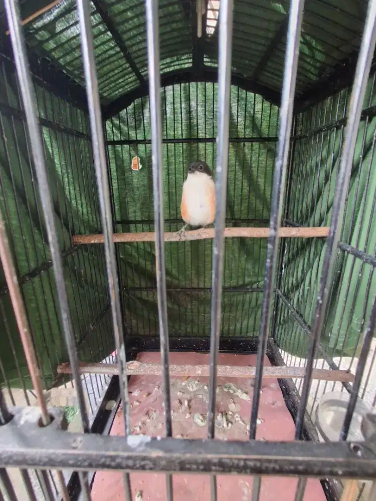Burung Pentet/cendet