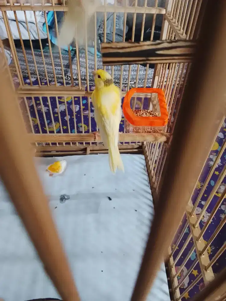 Loper kuning 1 bln