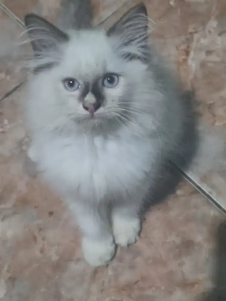 kucing ragdoll umur 3 bulan jantan nonped , aktif,sehat lincah.