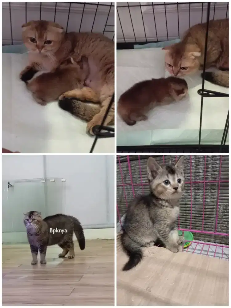 Kitten BSH black golden