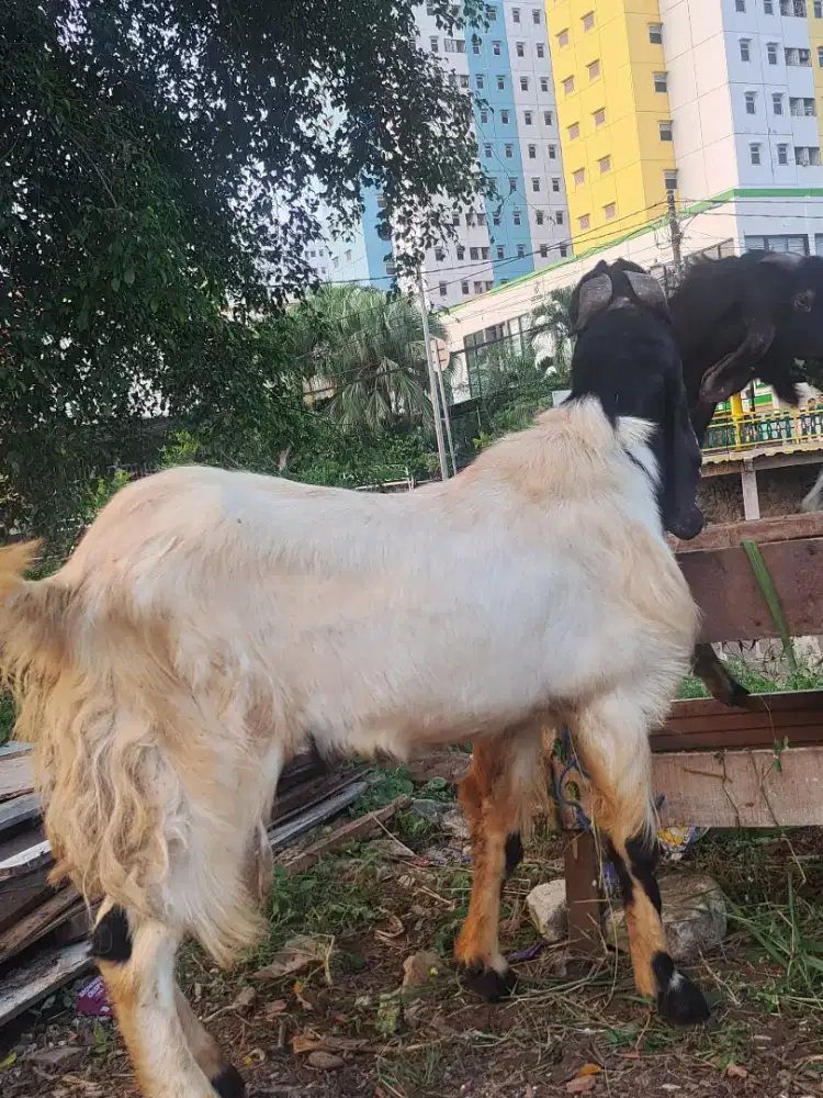 Menerima Kurban Kambing Sapi dan Aqiqah