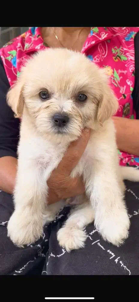 Anak Anjing Maltese