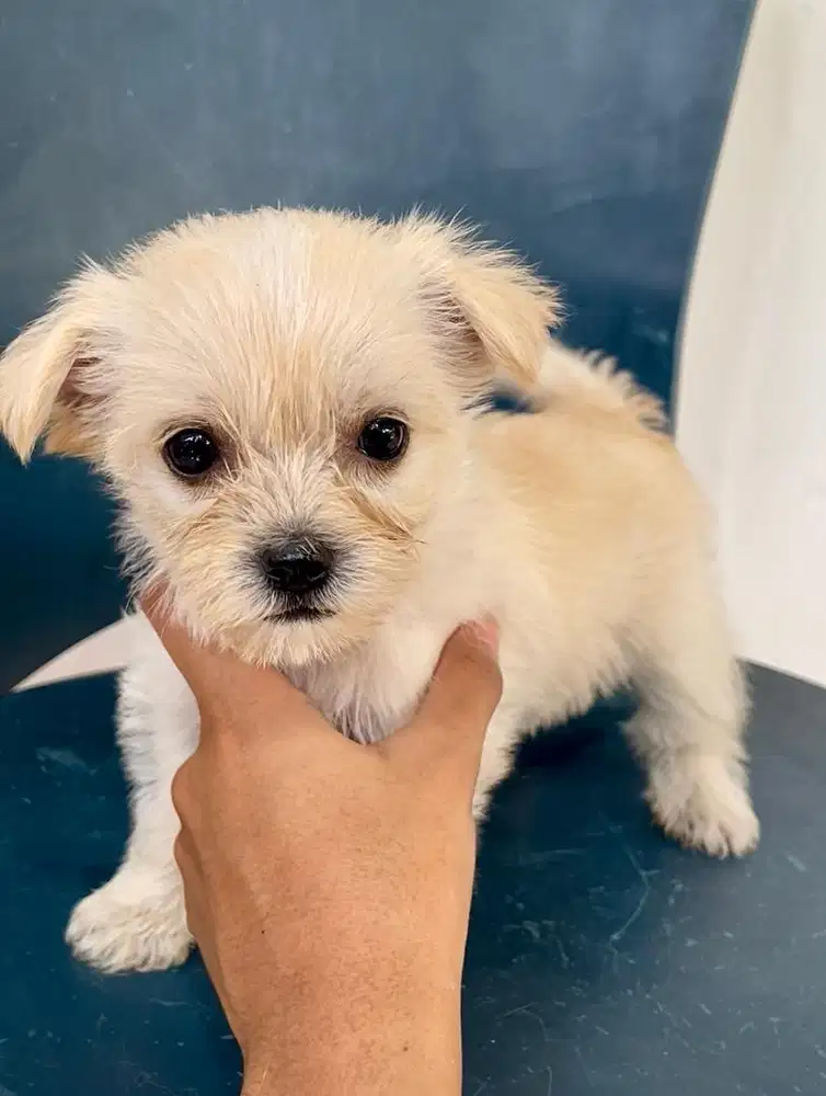 Anak Anjing Maltese