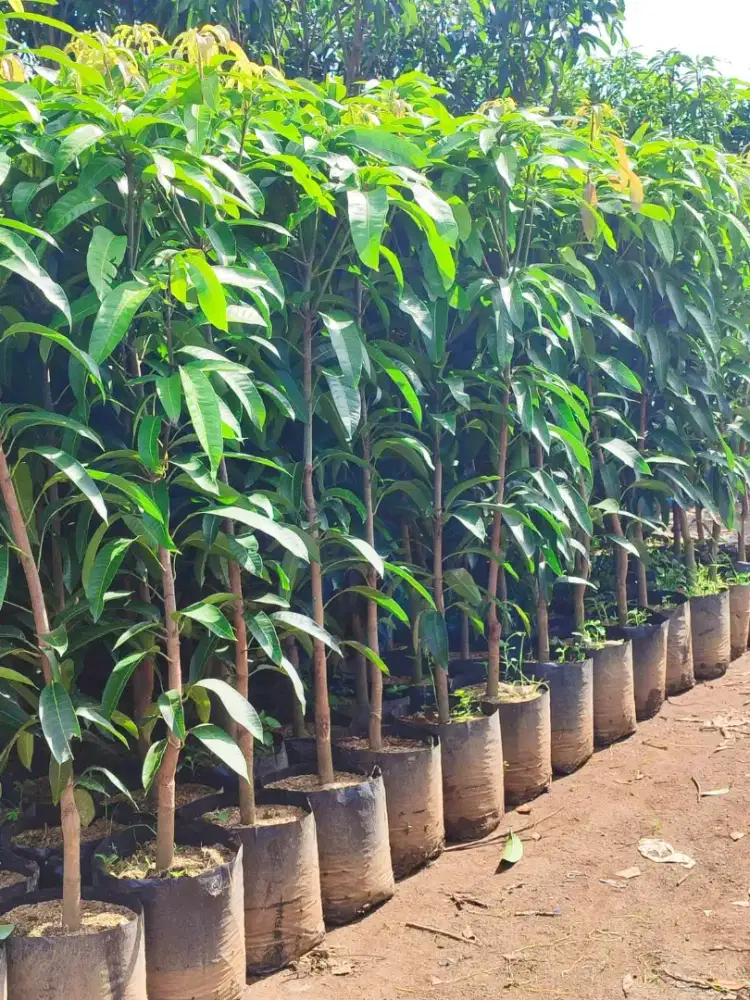 jual bibit buah