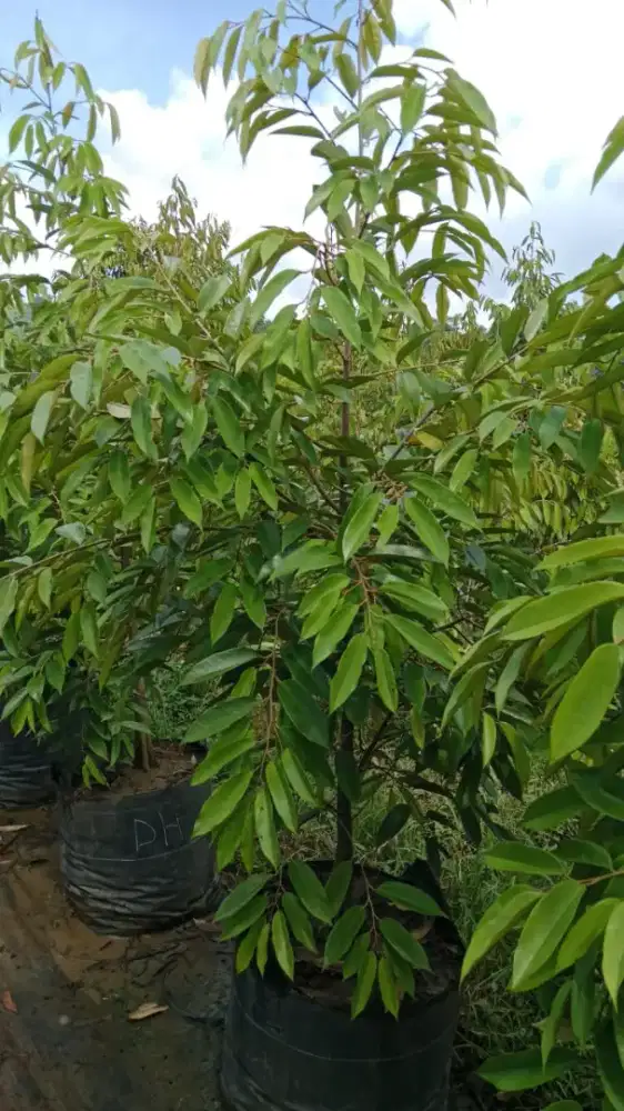 Jual beli bibit