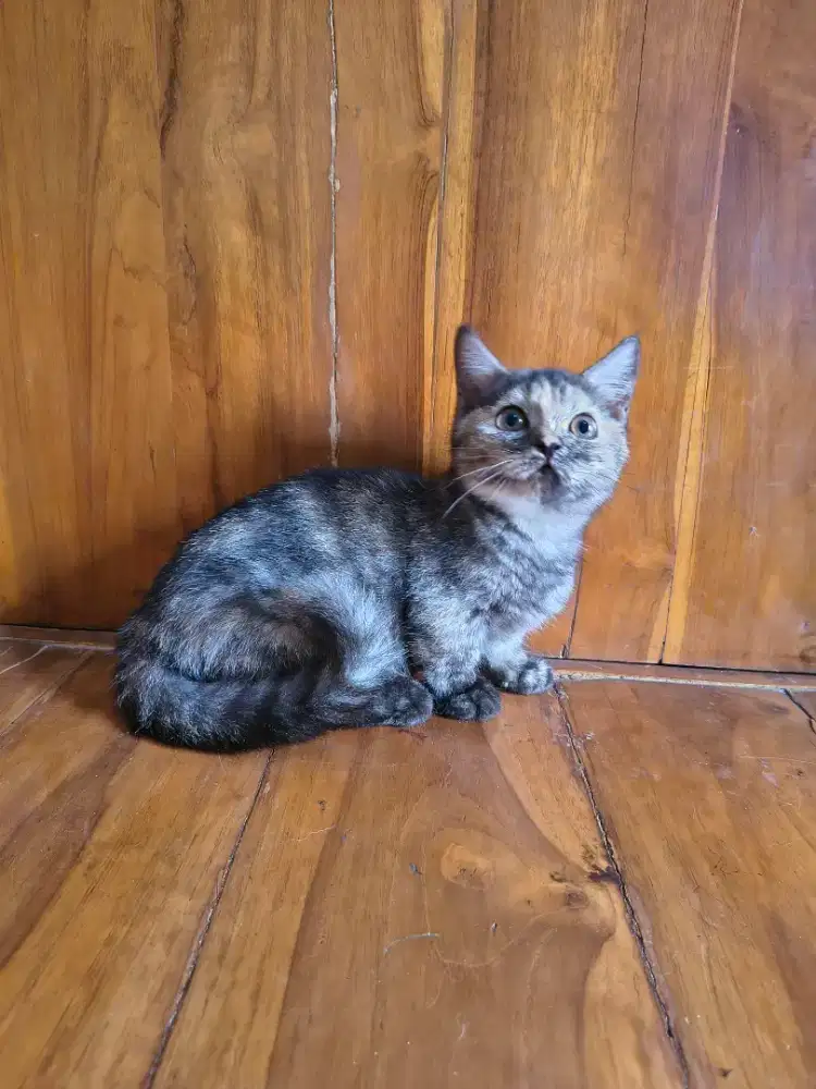 Ready for adopt munchkin tortie betina 2,5 bulan