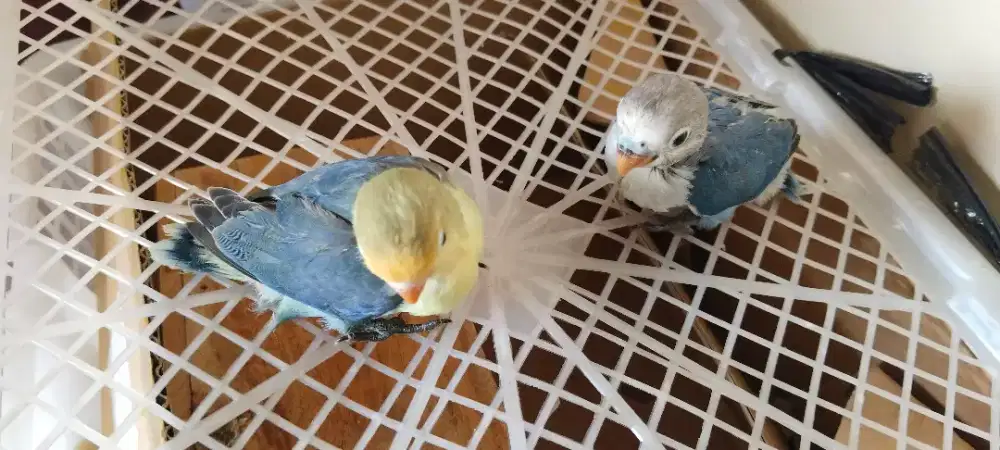 Baby Lovebird PB sepasang