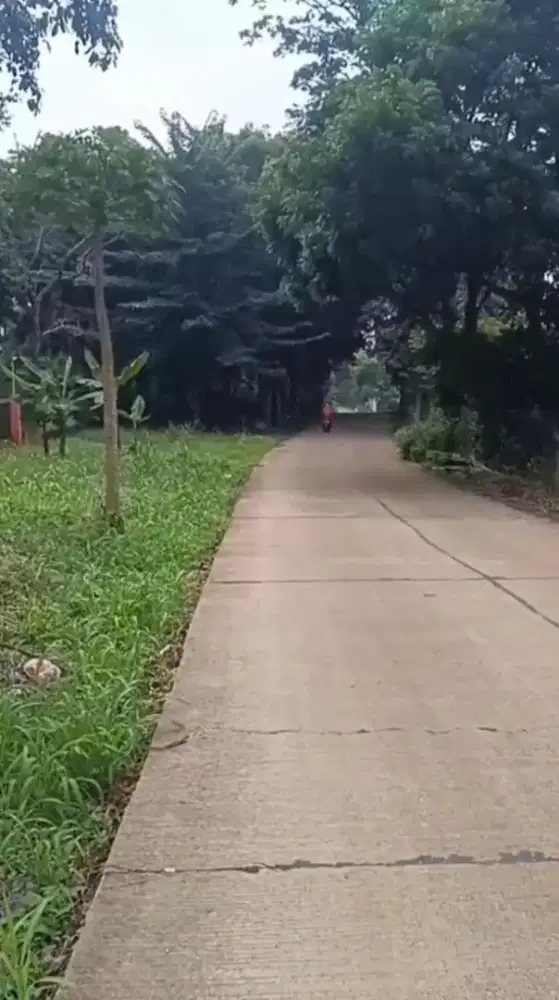 DIJUAL KEBUN ALPUKAT + DURIAN 7 HEKTAR, CINANGKA, KAB SERANG - BANTEN