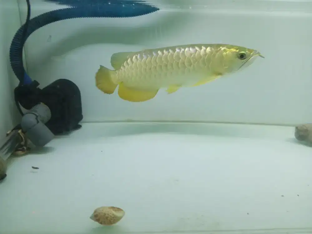 Arwana golden red crossback