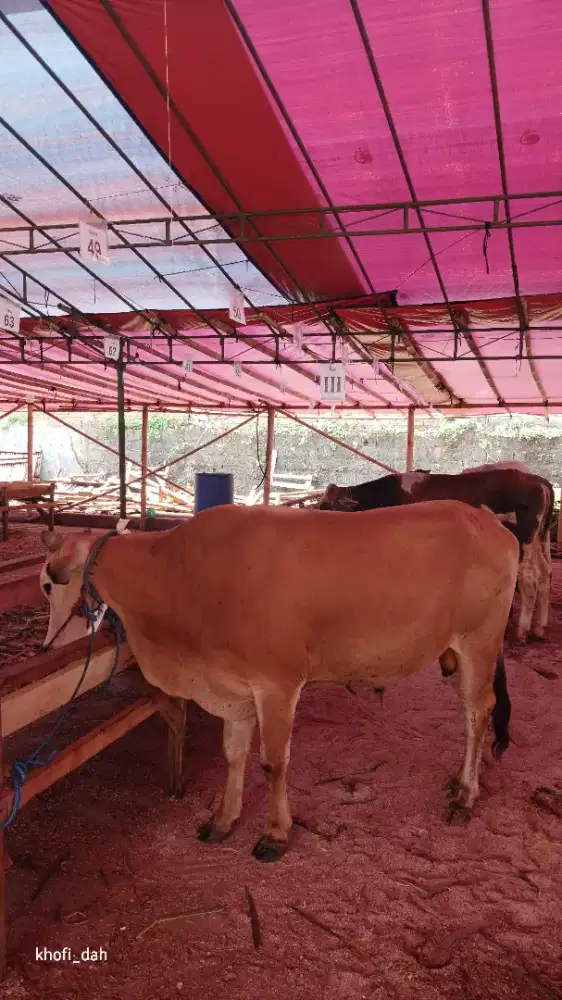 Sapi qrban sadulur
