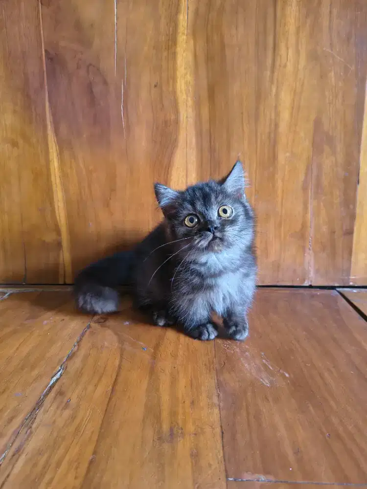Ready for adopt, munchkin black smoke jantan 2,5 bulan