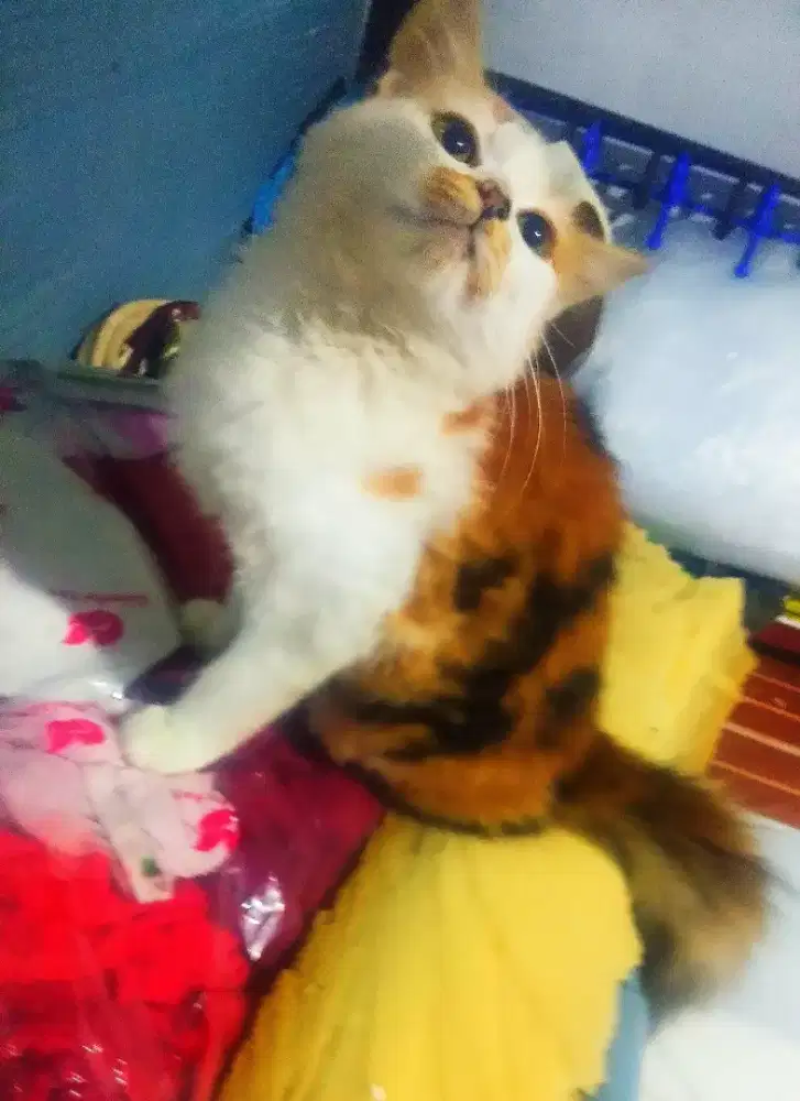 kitten 2 calico persmed mix longhair sdh mkn dryfood aktif main rampus