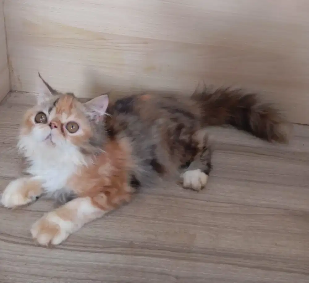 Kucing peaknose exo longhair