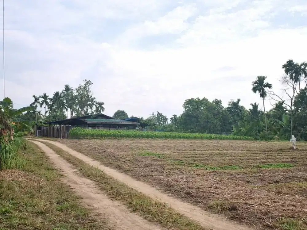 Jual Cepat Tanah Simpang Rimbo Kota Jambi