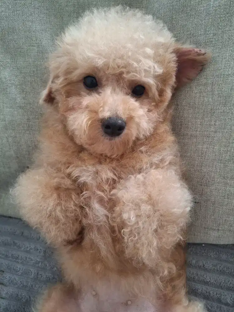 Jual cepat poodle