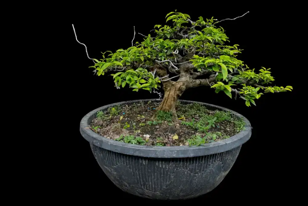Tanaman Bonsai siap hias