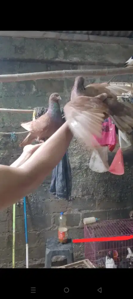 Burung kolongan dan tomprang