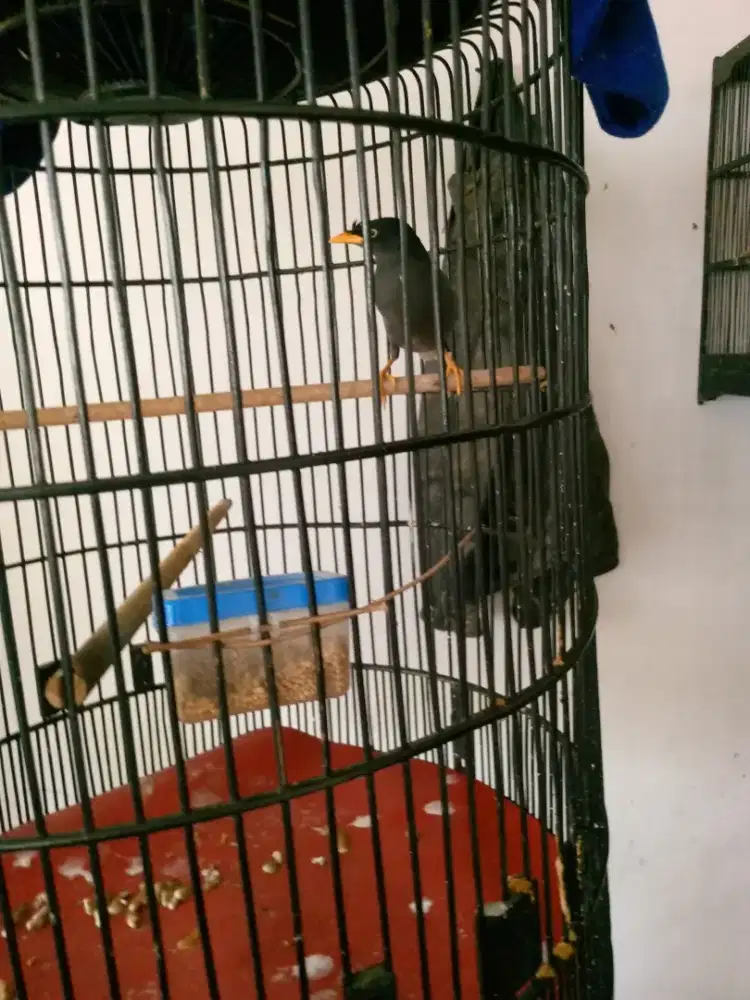 Dijual Jabo Bawel & Jinak