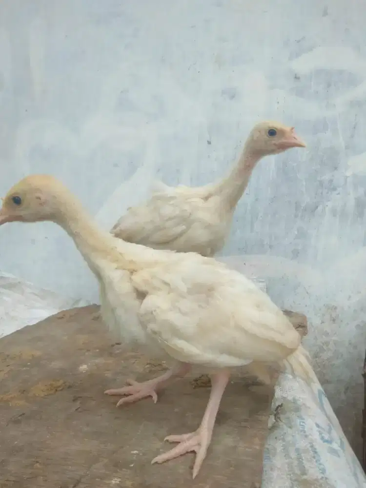 Anakan Kalkun Sepasang