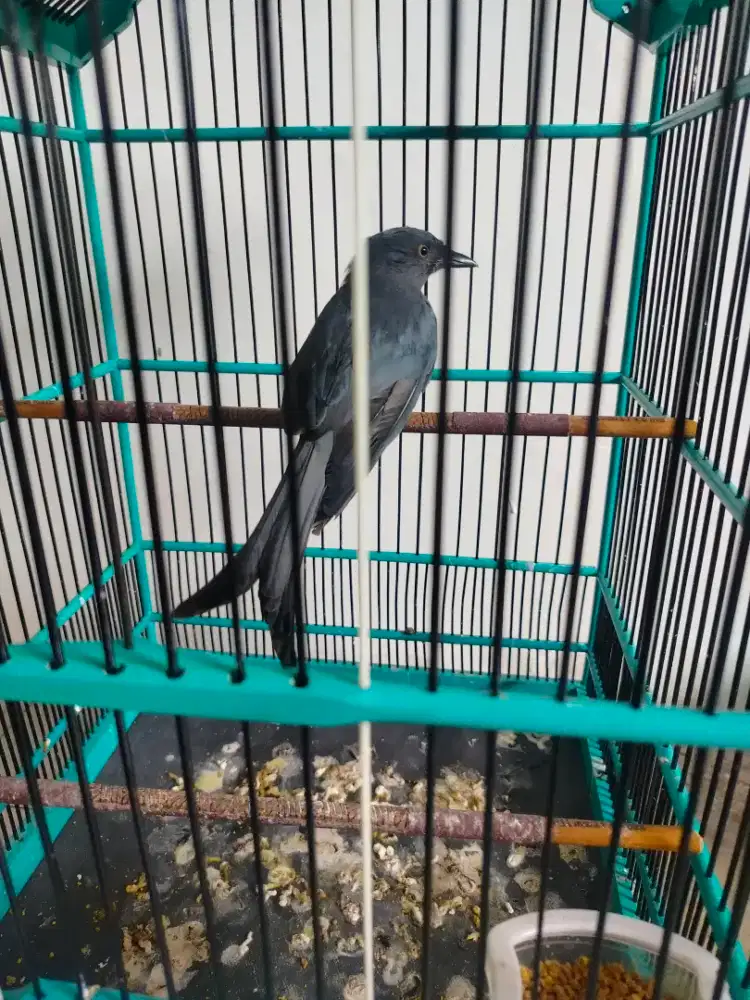 Serigunting abu-abu