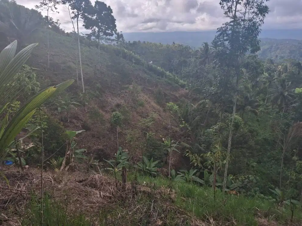 Dijual Murah, Kebun Luas 12.500 m2, Ampelgading Kab. Malang