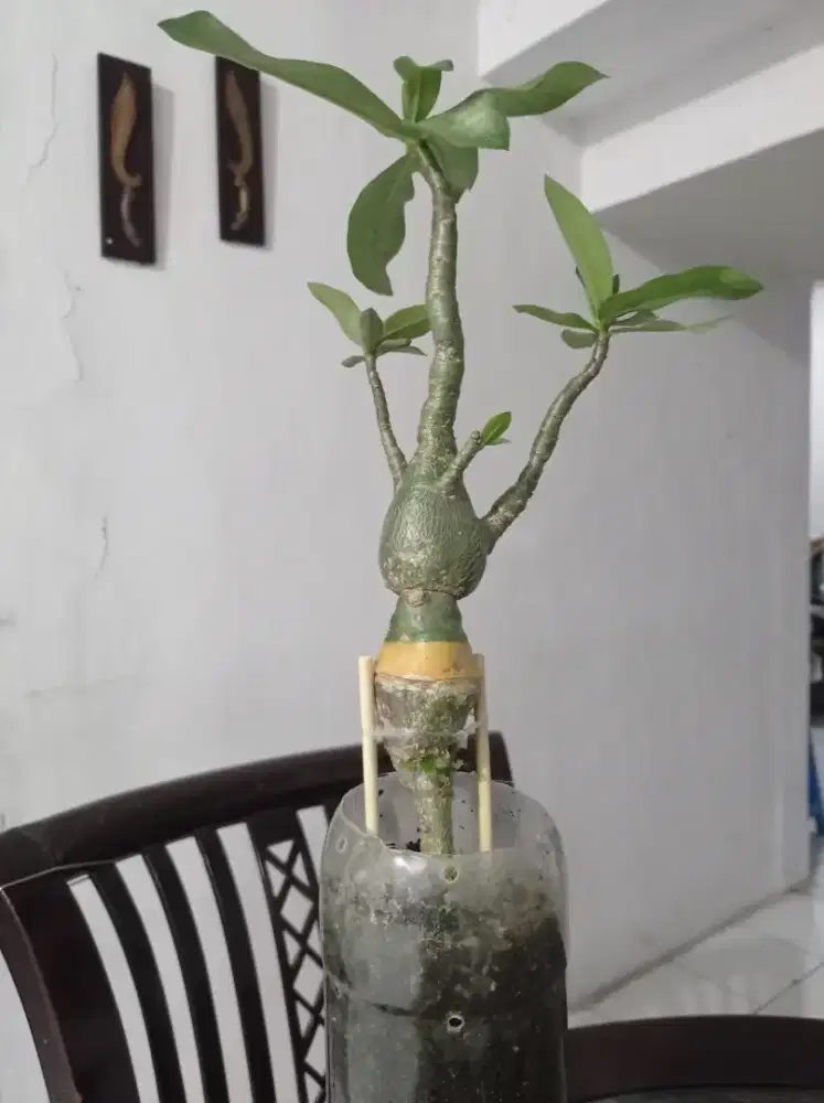 Arabicum LC golden rong