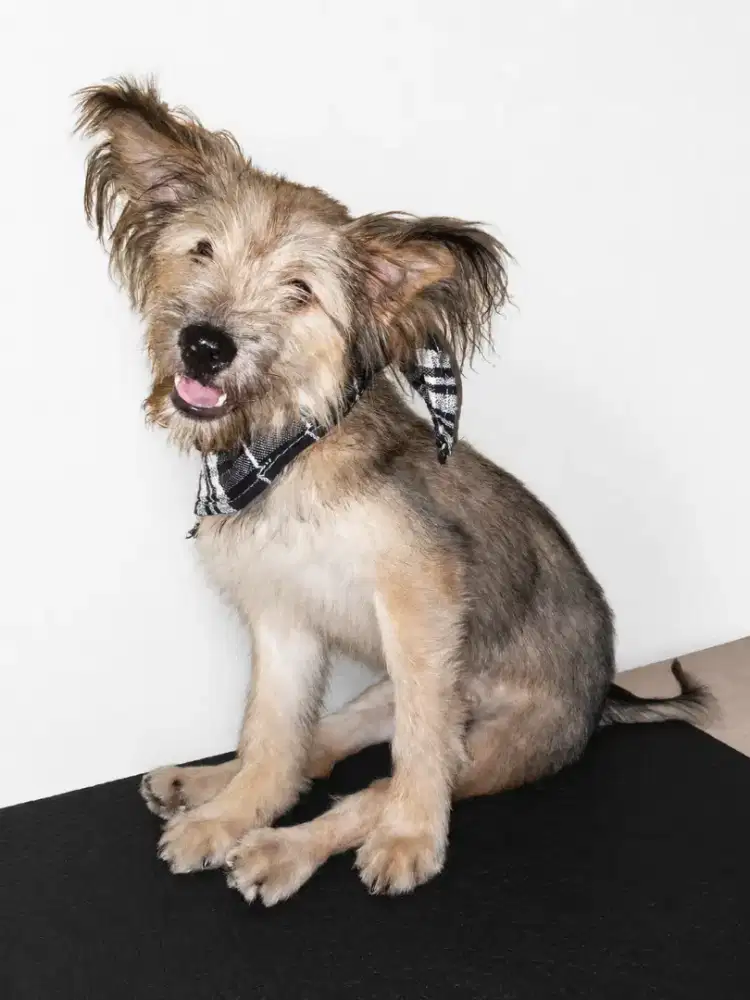 Adopsi Anak Anjing Mix Poodle