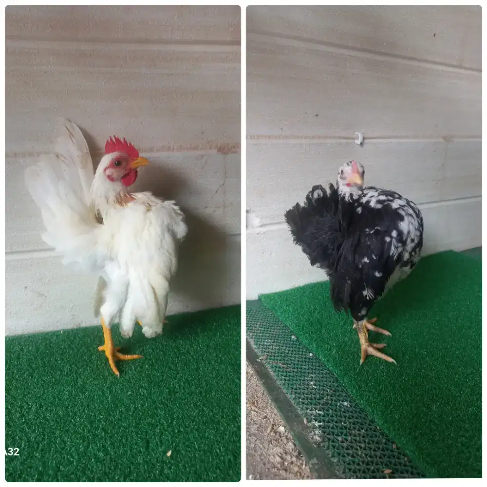 Ayam serama putih mulus x rinting murai