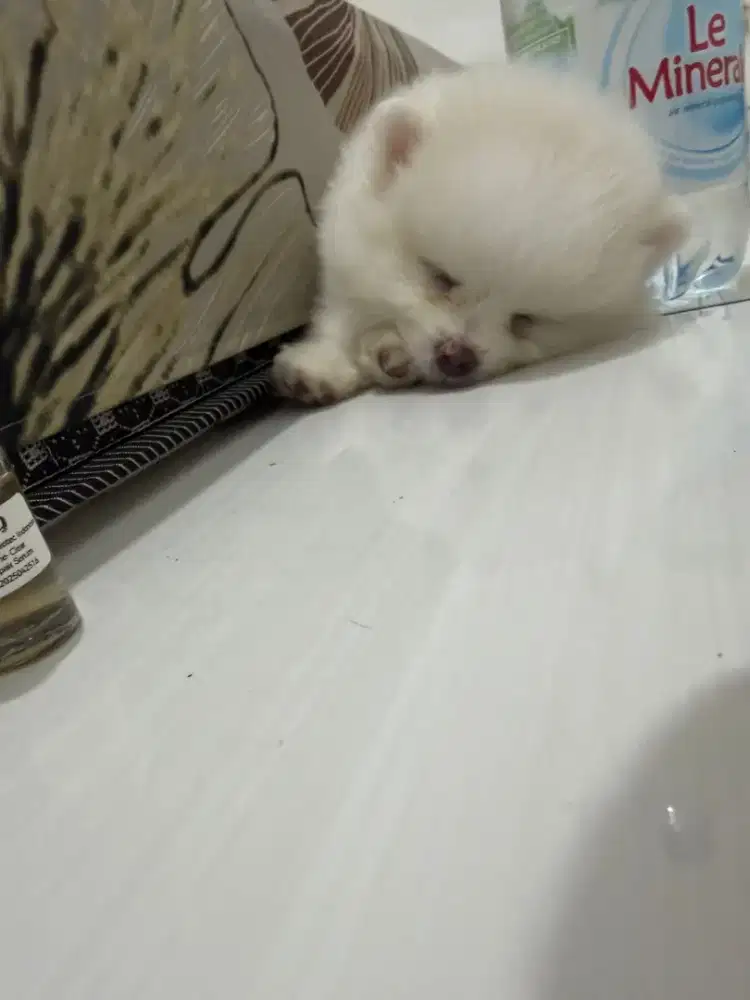 Baby pom jantan