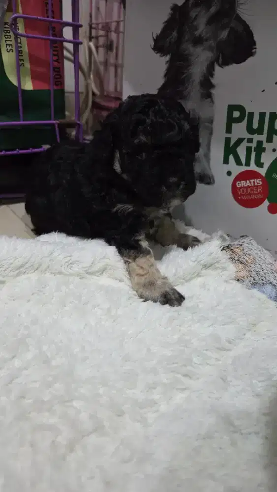 Poodle jantan 1 bulan