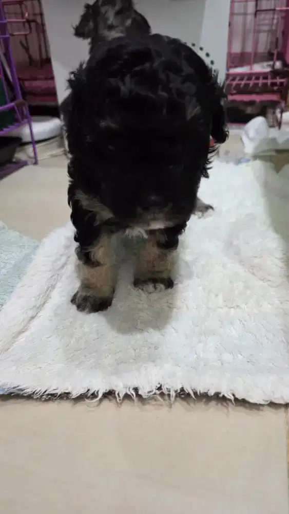 Poodle jantan phantom