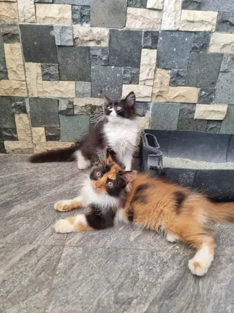 Kucing Platnose Kitten