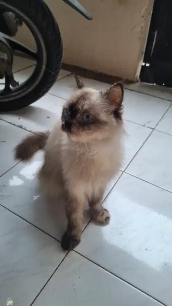 OPEN ADOPT FREE (asal dirawat dan tidak diperjual belikan)
