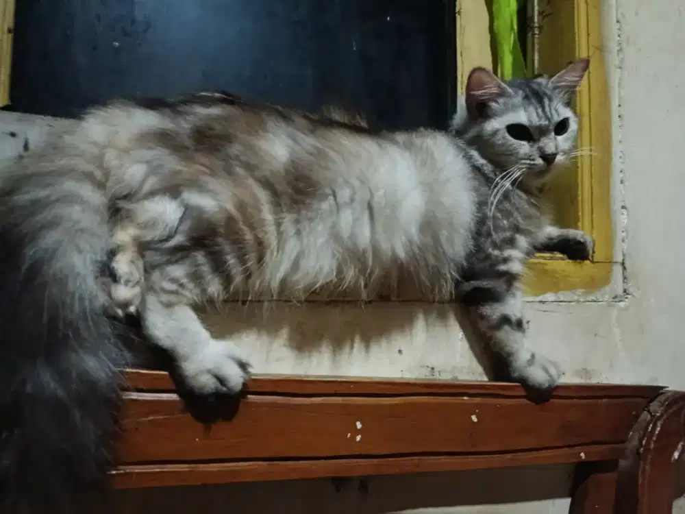 Persia Betina Gembul