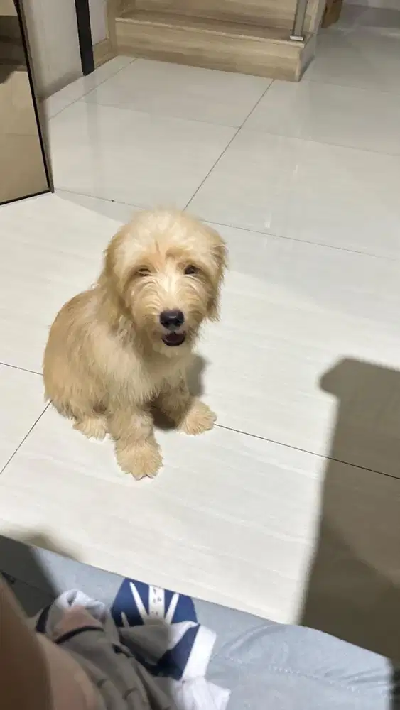 Golden retriever X poodle ( golden doodle)