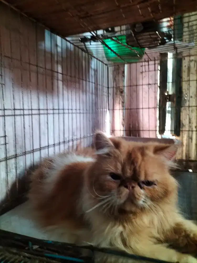 Kucing peak nose jantan