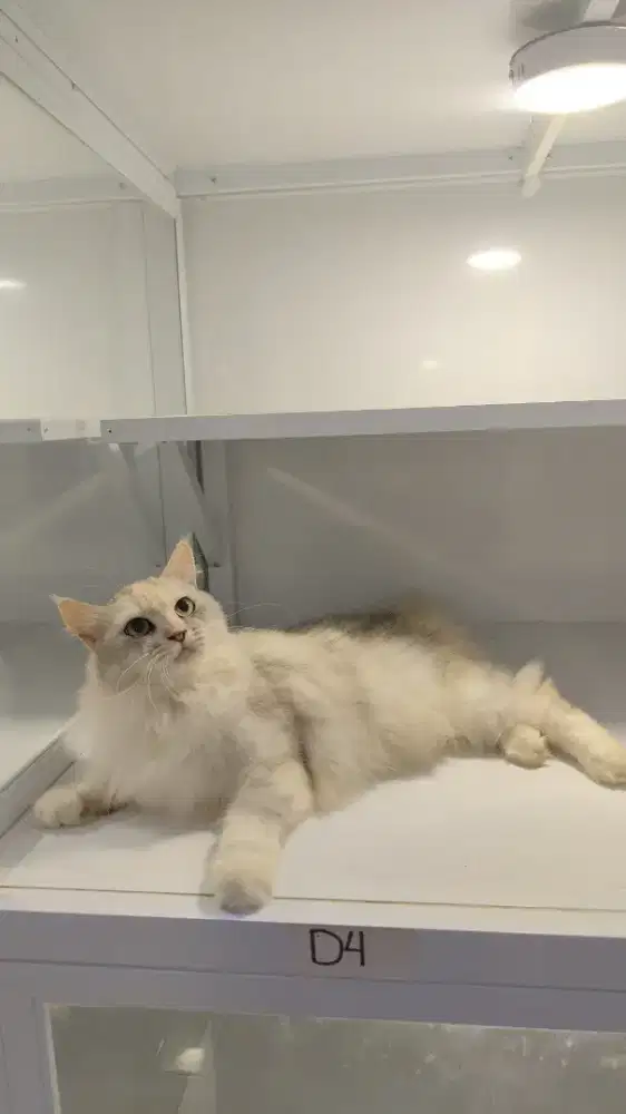 Kucing mainecoon betina mc