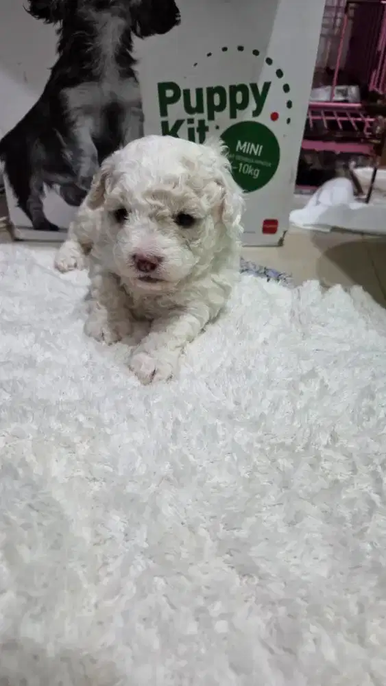 Poodle Betina 1 bulan